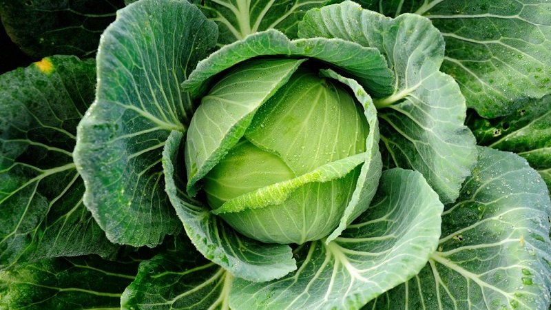 Varieties and types of cabbage with photos and descriptions