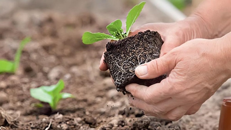 How best to plant cauliflower: seedling and seedless methods