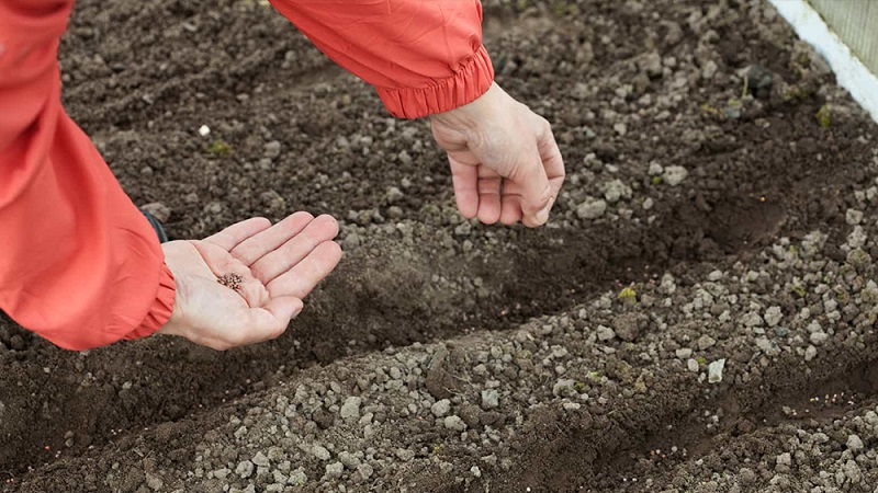 How best to plant cauliflower: seedling and seedless methods