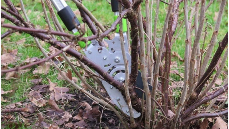 Why do red spots appear on currant leaves and how to deal with them
