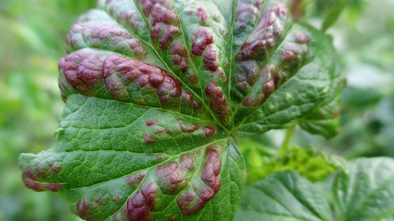 Why do red spots appear on currant leaves and how to deal with them