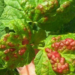 How and what to spray currants in the spring from pests and diseases