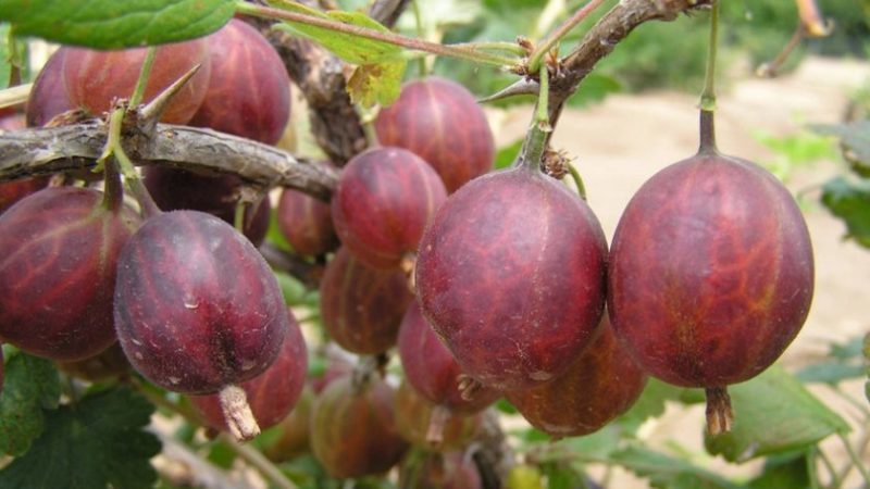 Late-ripening gooseberry variety Date