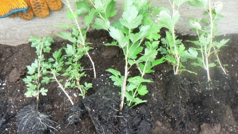Late-ripening gooseberry variety Date