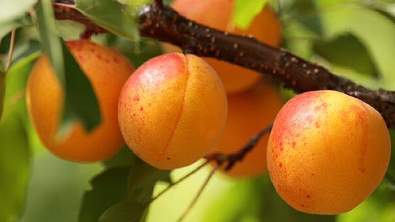 Apricot Sibiryak Baikalova: description of the variety, cultivation features, reviews