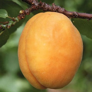 Apricot Sibiryak Baikalova: description of the variety, cultivation features, reviews