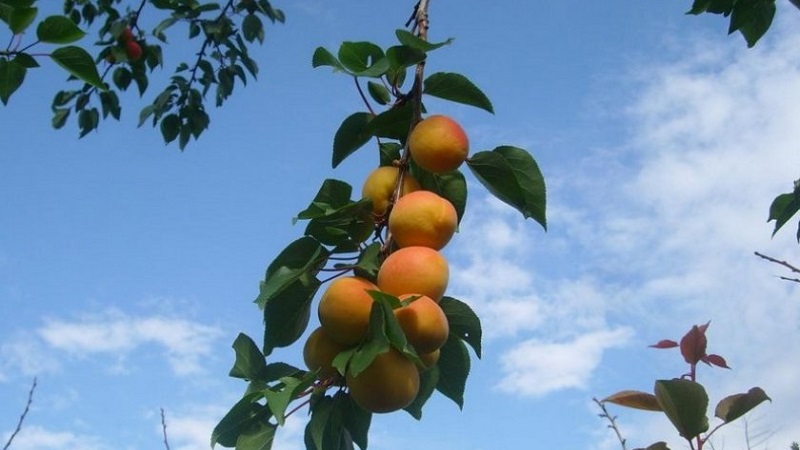 Apricot Sibiryak Baikalova: description of the variety, cultivation features, reviews