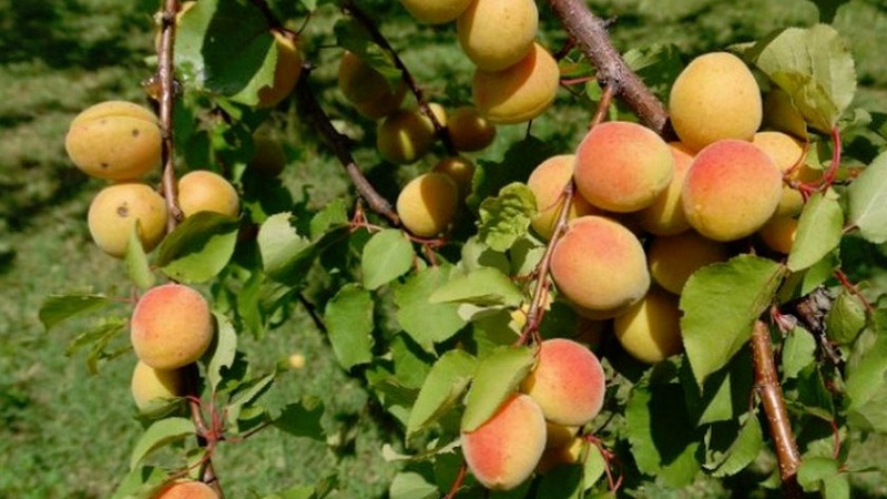Apricot Sibiryak Baikalova: description of the variety, cultivation features, reviews