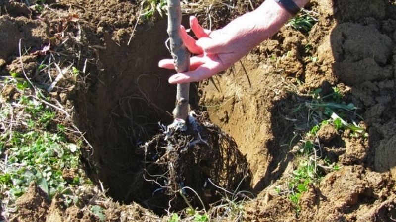Apricot Sibiryak Baikalova: description of the variety, cultivation features, reviews