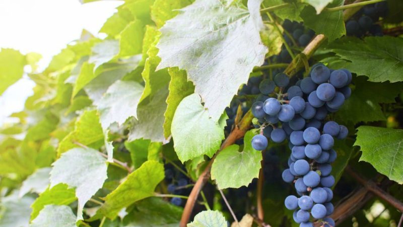 A selection of the best comprehensively resistant grape varieties and recommendations for their selection