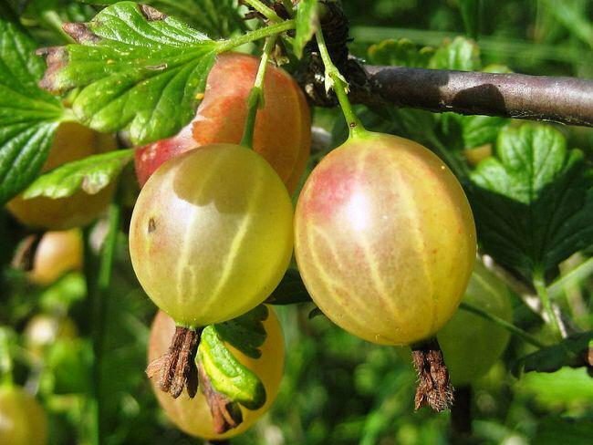 Persistent low-thorn gooseberry Altai numbered, guaranteeing a rich harvest of sweet berries