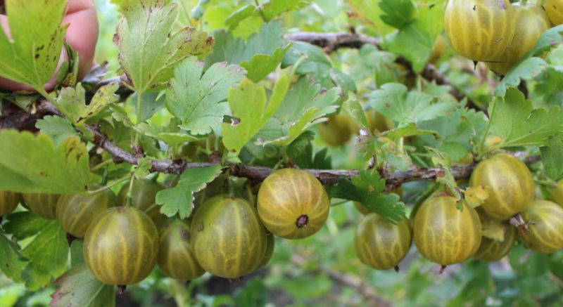 Persistent low-thorn gooseberry Altai numbered, guaranteeing a rich harvest of sweet berries