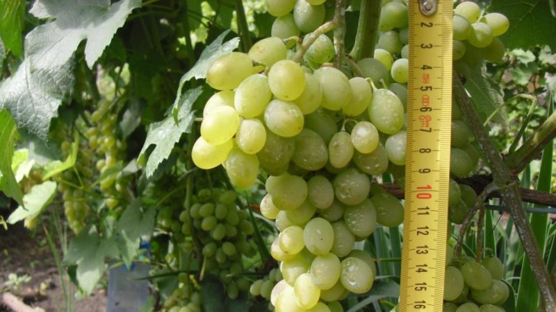 A selection of the best comprehensively resistant grape varieties and recommendations for their selection