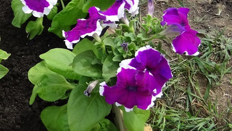 Why petunia flowers are good and how to grow them correctly