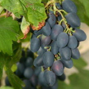 What properties should non-covering grape varieties possess and which of them are considered the best