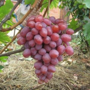 What properties should non-covering grape varieties possess and which of them are considered the best
