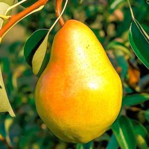 The best self-fertile pear varieties: cultivation features