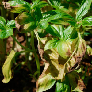 Step-by-step instructions for growing basil on a balcony from seeds