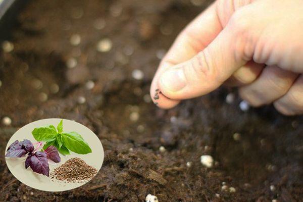 Step-by-step instructions for growing basil on a balcony from seeds