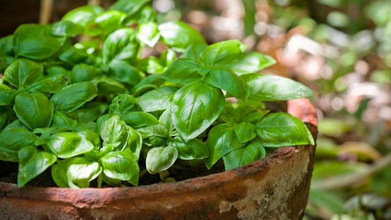 Difference between green and purple basil: benefits and harms, properties, uses