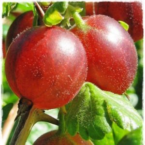 Thornless gooseberry Senator with high yield and excellent taste