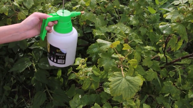 How to process gooseberries in spring and summer against diseases and pests