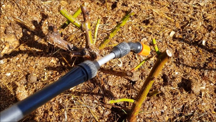 How to protect bushes and how to treat roses in spring from diseases and pests