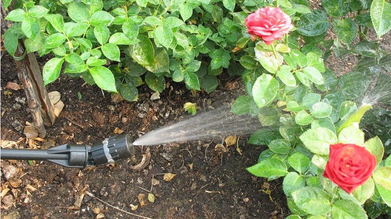 How to protect bushes and how to treat roses in spring from diseases and pests