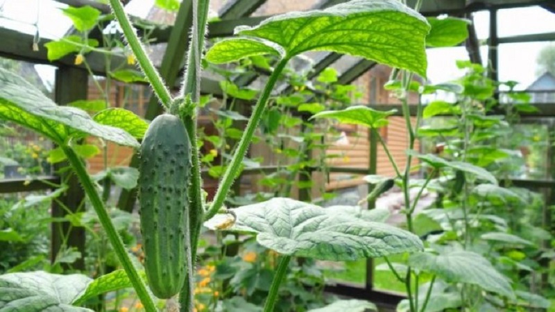 What is useful for feeding cucumbers in a greenhouse with yeast, how to cook and use it correctly