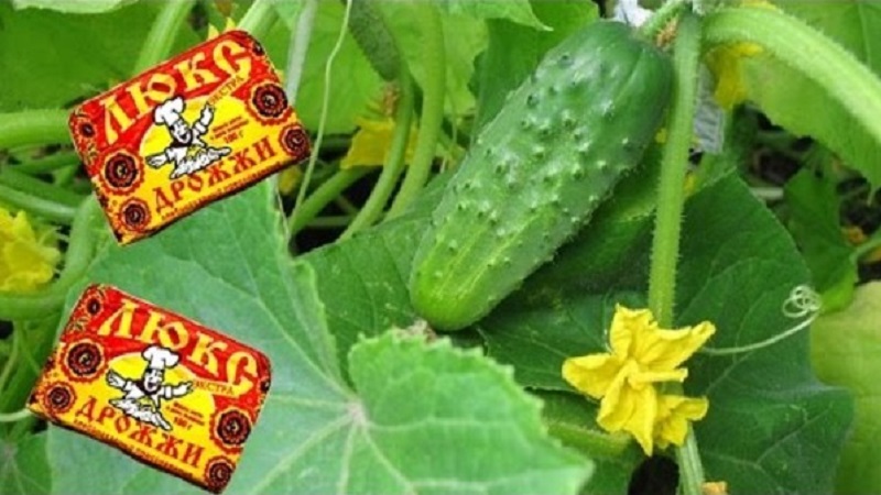 What is useful for feeding cucumbers in a greenhouse with yeast, how to cook and use it correctly