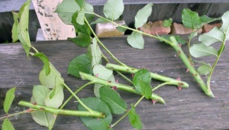 A guide to cutting roses in the fall at home for beginner florists