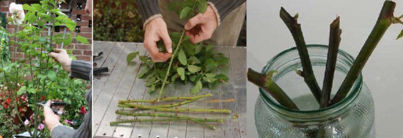 A guide to cutting roses in the fall at home for beginner florists