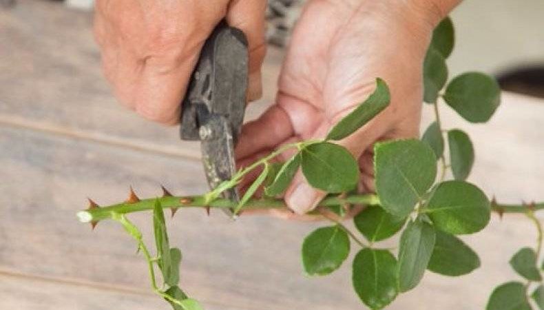 A guide to cutting roses in the fall at home for beginner florists