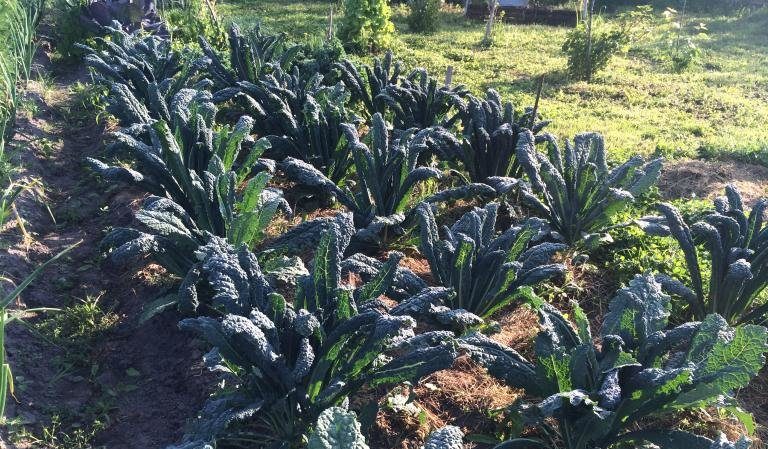 Italian black cabbage Tuscany