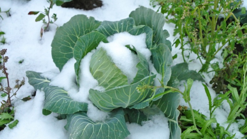 What to do if the cabbage is frozen