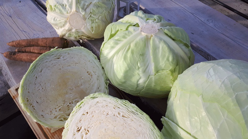 High-yielding versatile variety of Blizzard cabbage