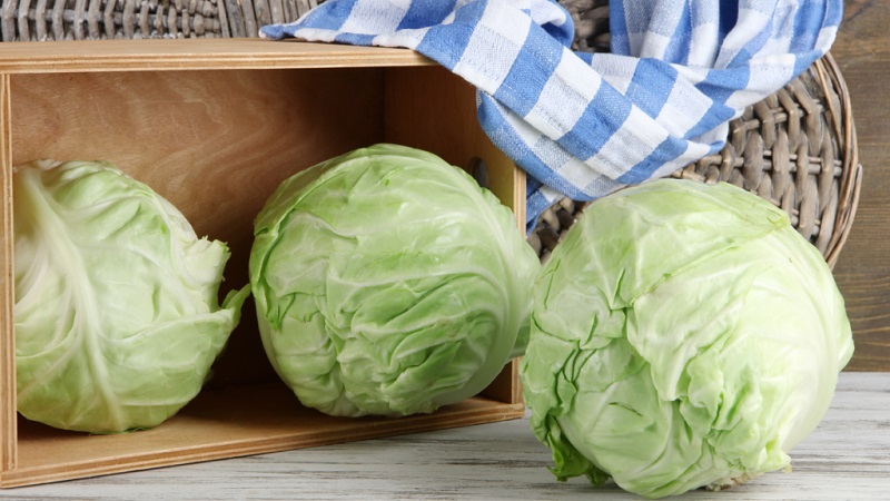 At what temperature does cabbage freeze