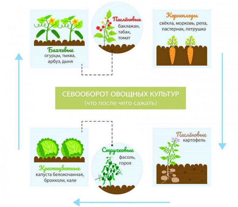 What can be planted after cabbage next year
