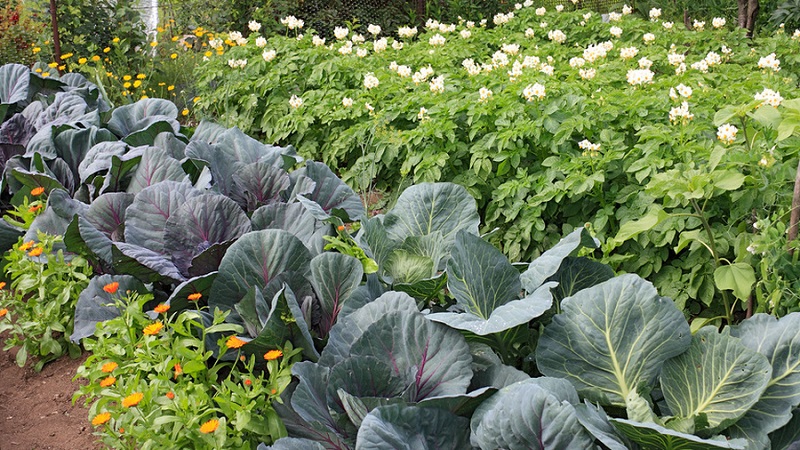 What can be planted after cabbage next year
