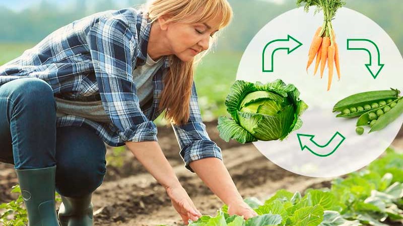High-yielding versatile variety of Blizzard cabbage