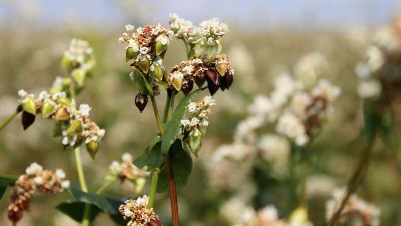 What is buckwheat - cereal, cereal or grain?