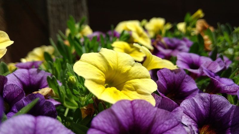 Why petunia flowers are good and how to grow them correctly