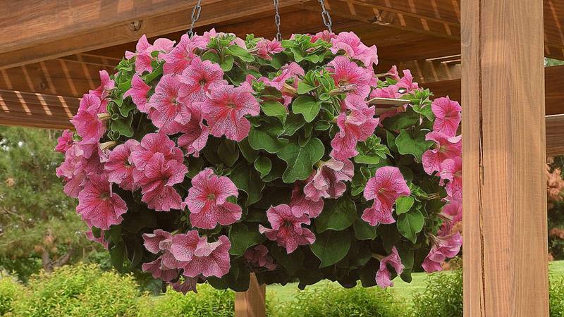 Why petunia flowers are good and how to grow them correctly