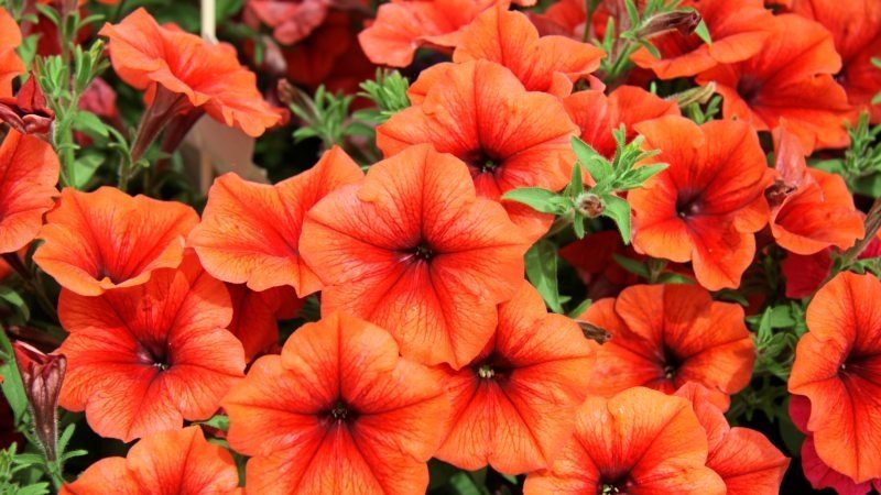 Why petunia flowers are good and how to grow them correctly