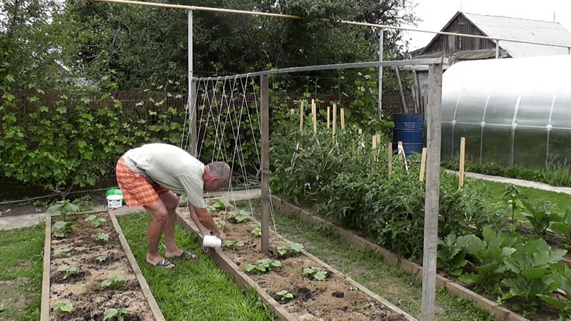 Instructions for the formation of cucumbers on a trellis in the open field for novice summer residents