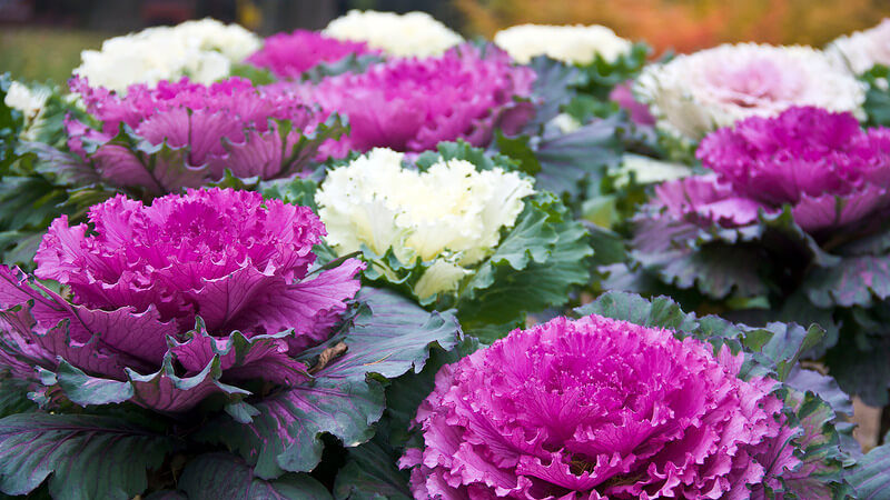 Ornamental cabbage: photo, planting, cultivation and care