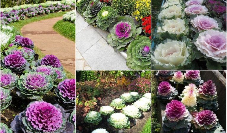Ornamental cabbage: photo, planting, cultivation and care
