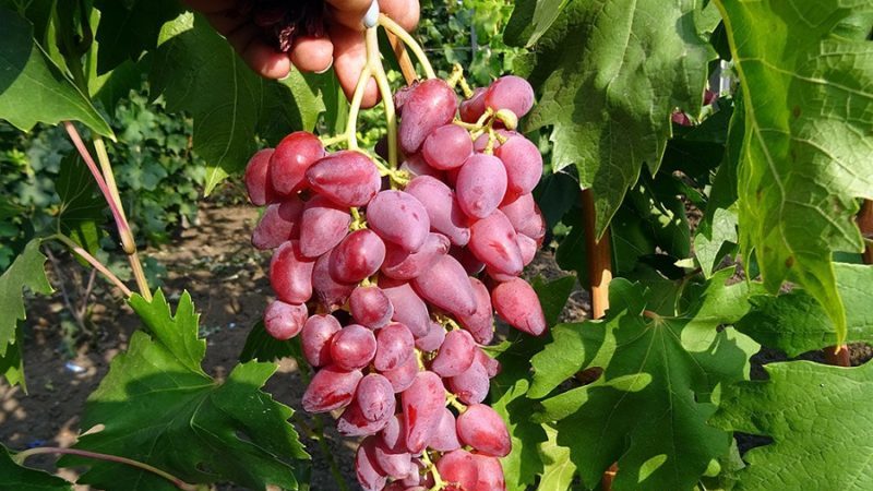 A selection of the best comprehensively resistant grape varieties and recommendations for their selection