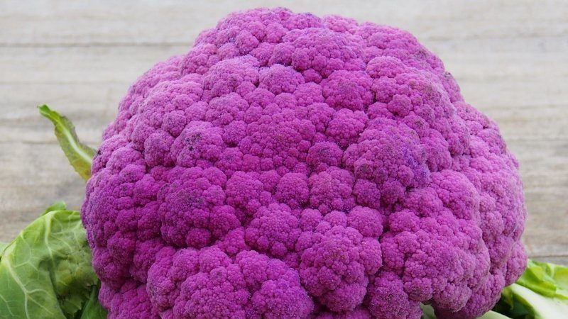 Purple cauliflower: description and photo