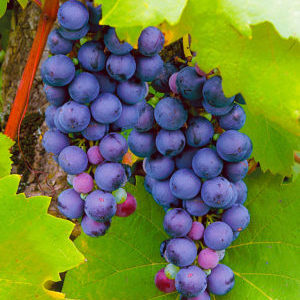 A selection of the best comprehensively resistant grape varieties and recommendations for their selection